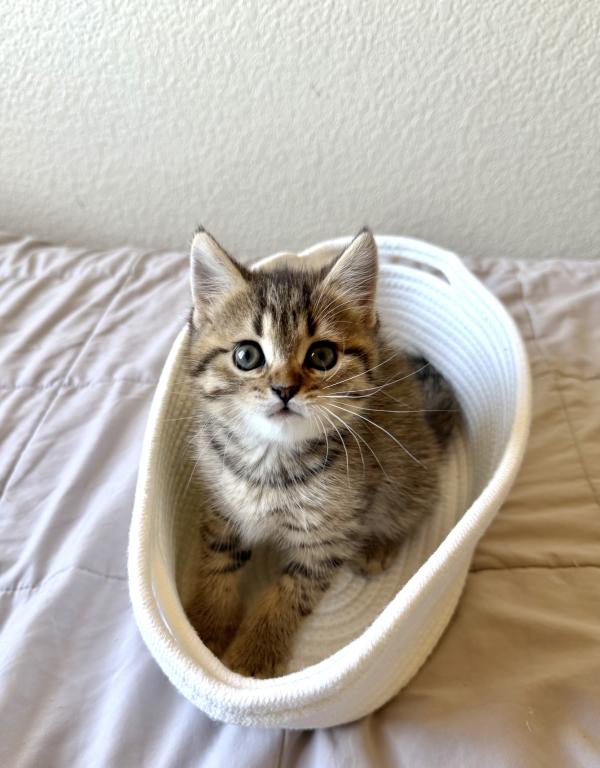 Simba photo 3
