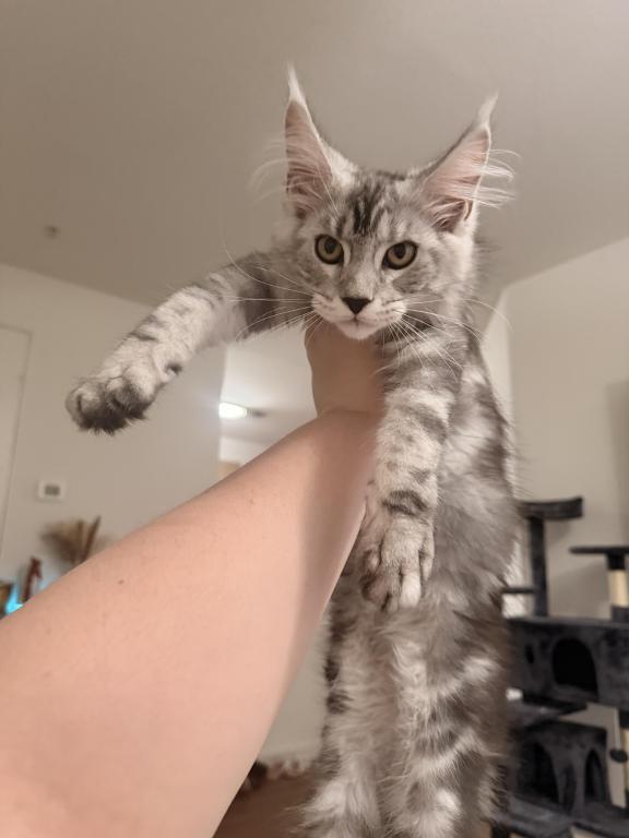 Tica Maine Coons