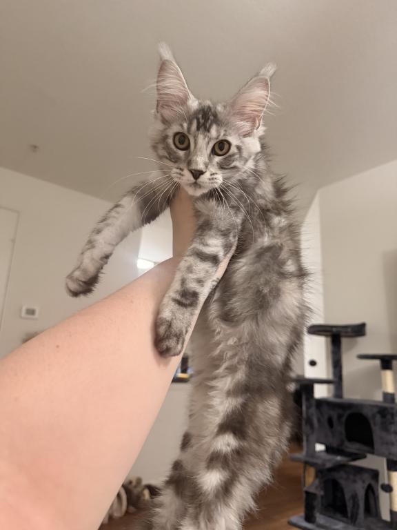Tica Maine Coons photo 2