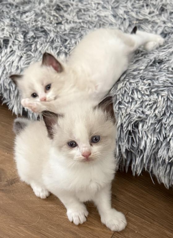 May 24th Litter Bi Color Male Ragdoll photo 6