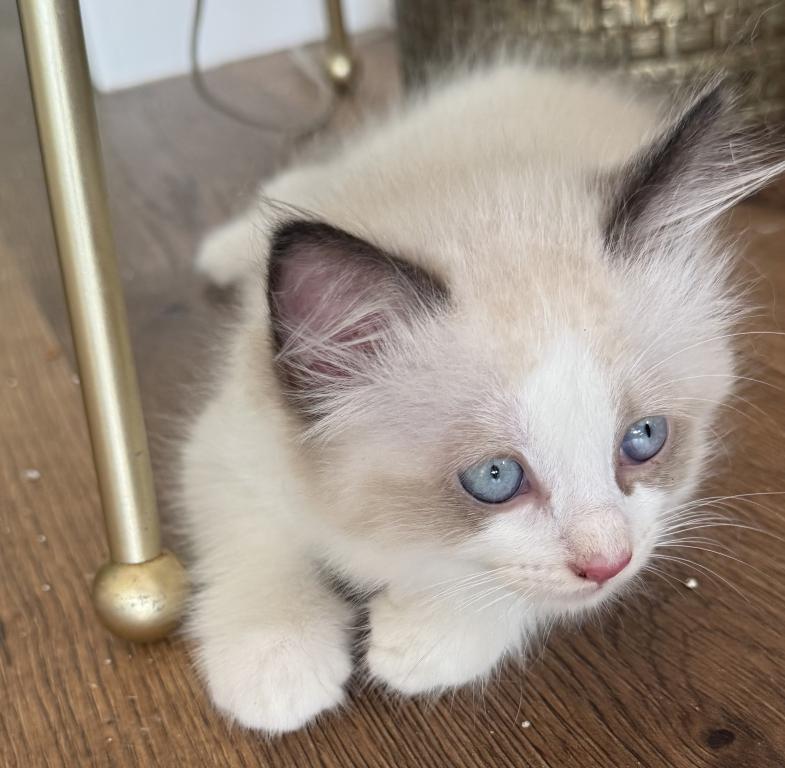 May 24th Litter Bi Color Male Ragdoll