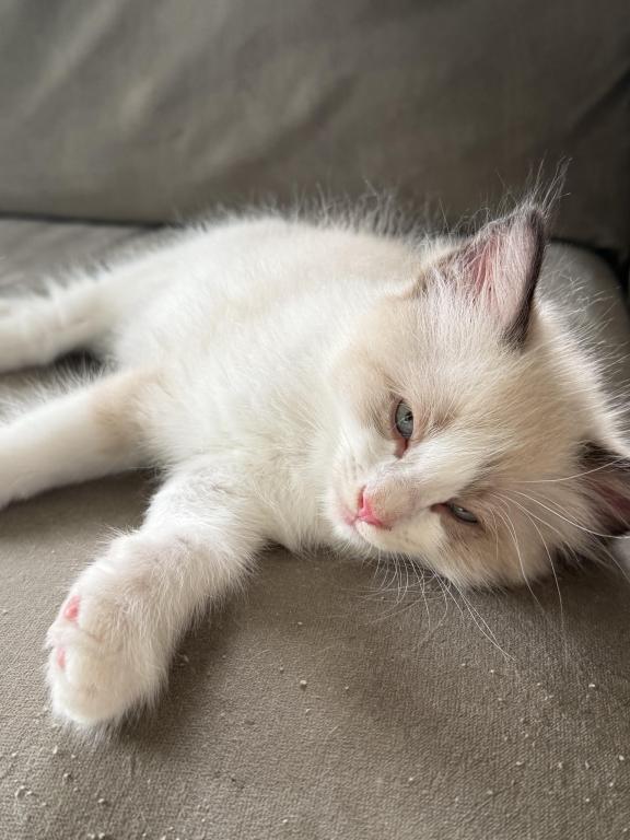 May 24th Litter Bi Color Male Ragdoll photo 4