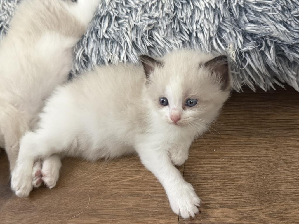 May 24th Litter Bi Color Male Ragdoll photo 7