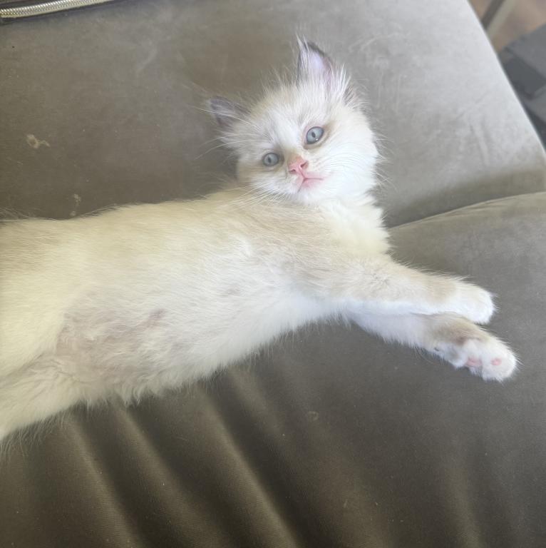May 24th Litter Bi Color Male Ragdoll photo 3
