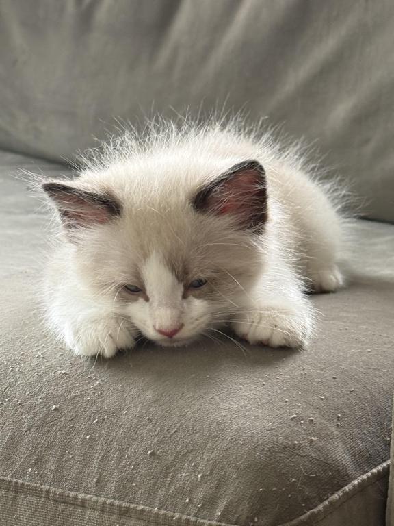 May 24th Litter Bi Color Male Ragdoll photo 5