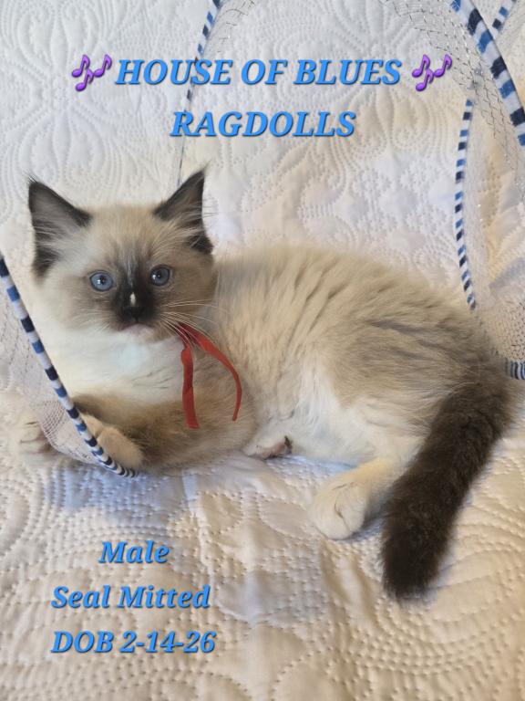 RAGDOLL KITTENS TICA REGISTERED photo 25