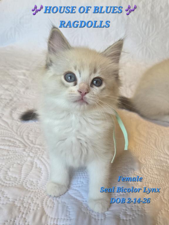 RAGDOLL KITTENS TICA REGISTERED photo 14