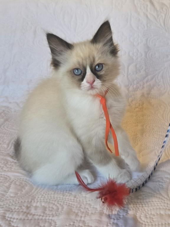RAGDOLL KITTENS TICA REGISTERED photo 13