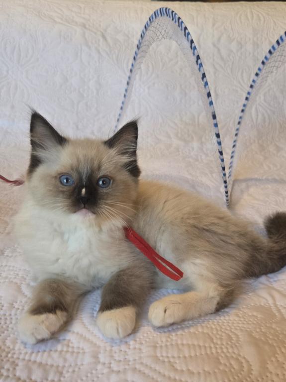 RAGDOLL KITTENS TICA REGISTERED photo 17