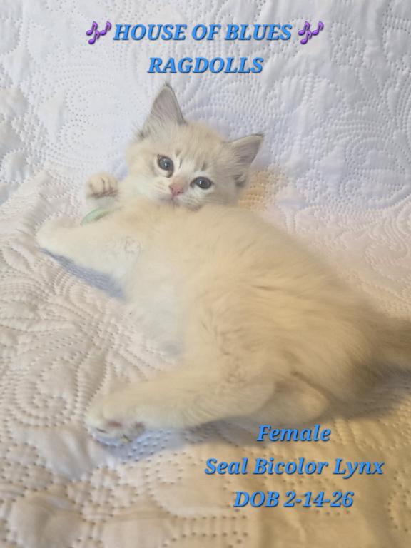 RAGDOLL KITTENS TICA REGISTERED photo 32