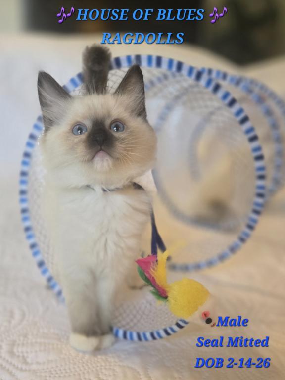 RAGDOLL KITTENS TICA REGISTERED photo 16