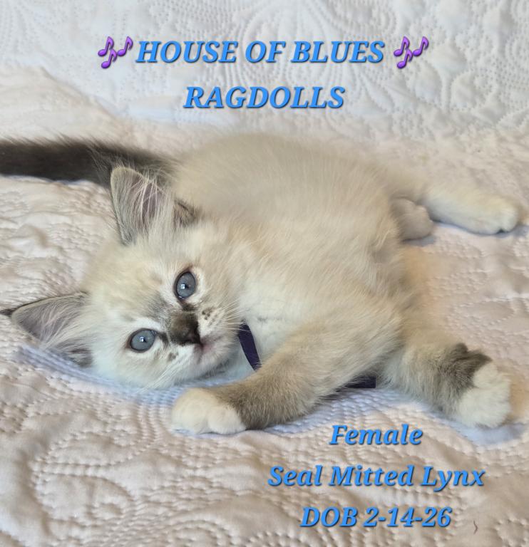 RAGDOLL KITTENS TICA REGISTERED photo 35