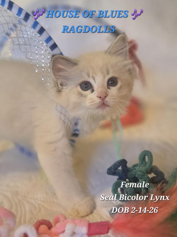 RAGDOLL KITTENS TICA REGISTERED photo 42