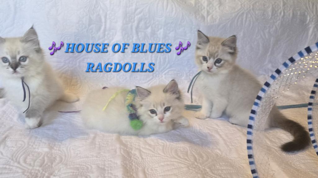 RAGDOLL KITTENS TICA REGISTERED photo 6