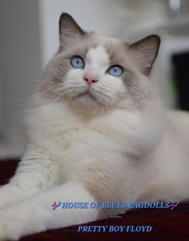RAGDOLL KITTENS TICA REGISTERED photo 2