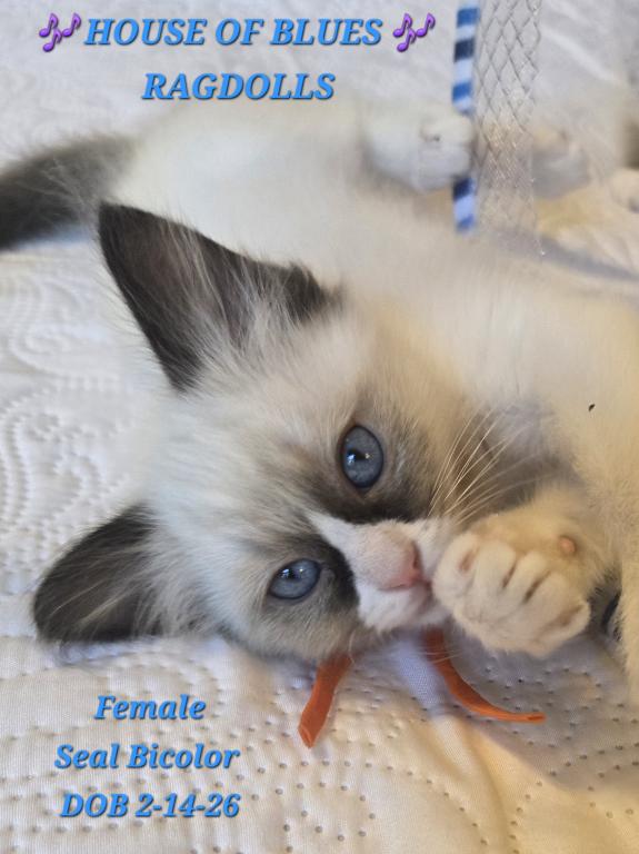 RAGDOLL KITTENS TICA REGISTERED photo 23