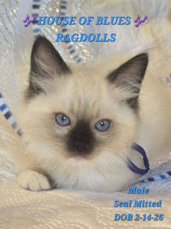 RAGDOLL KITTENS TICA REGISTERED photo 37