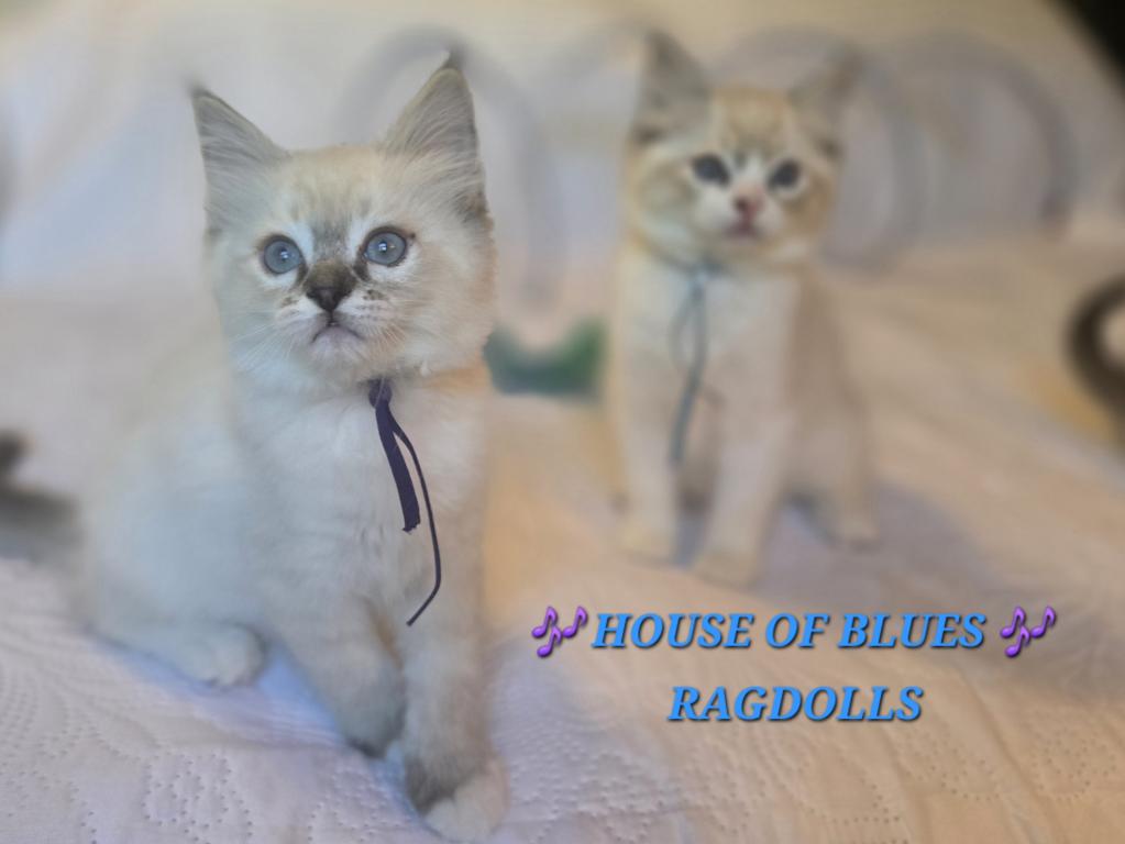 RAGDOLL KITTENS TICA REGISTERED photo 8
