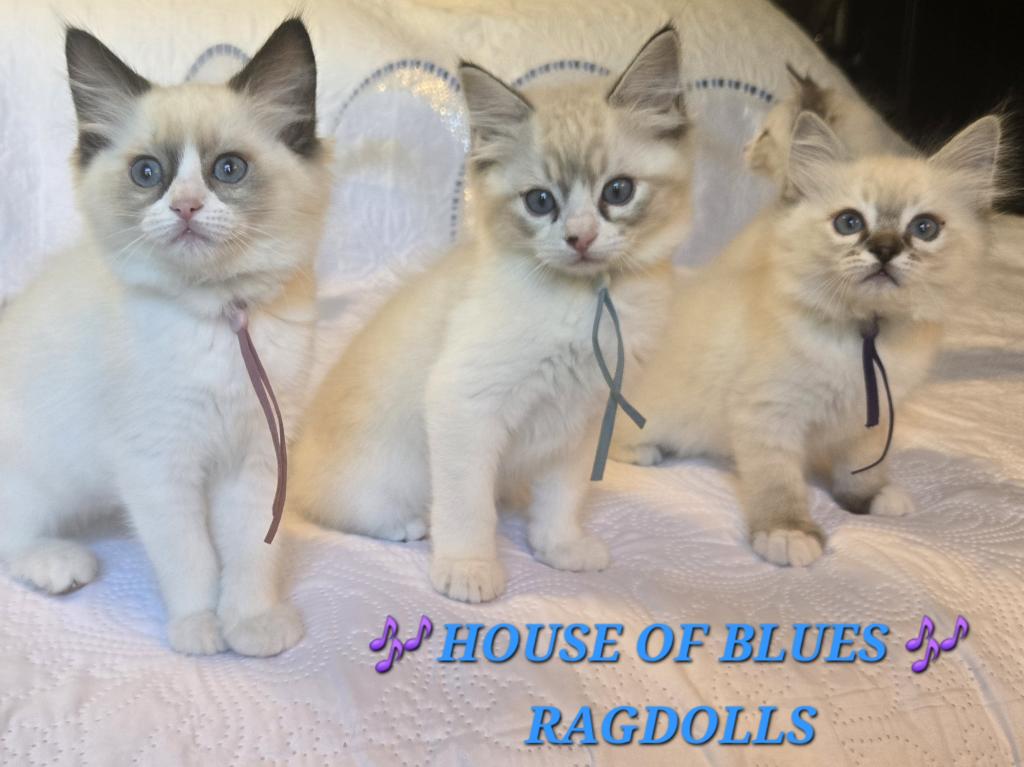 RAGDOLL KITTENS TICA REGISTERED photo 45