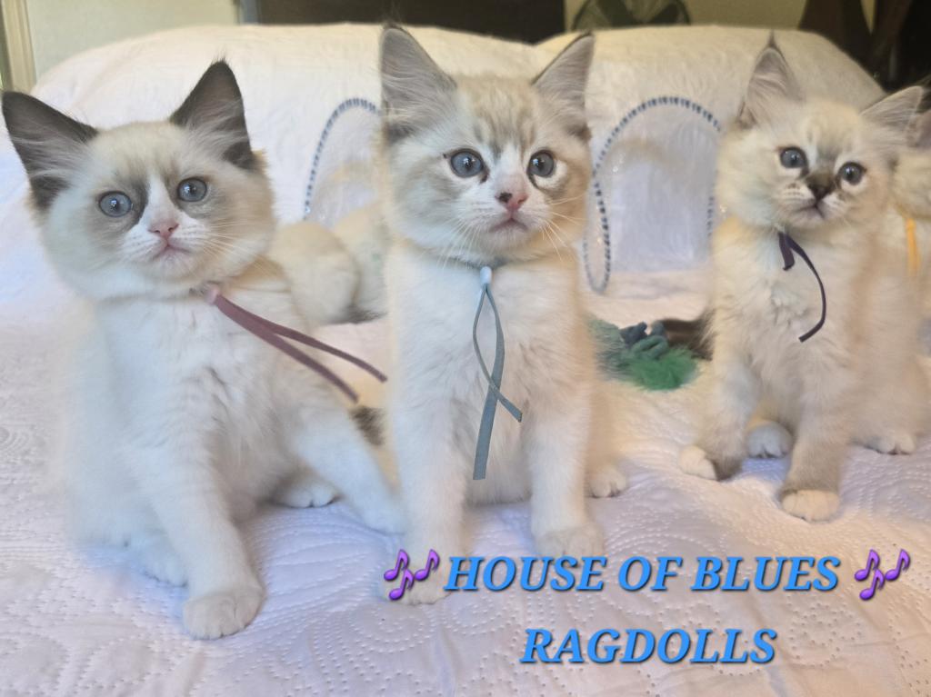 RAGDOLL KITTENS TICA REGISTERED photo 7