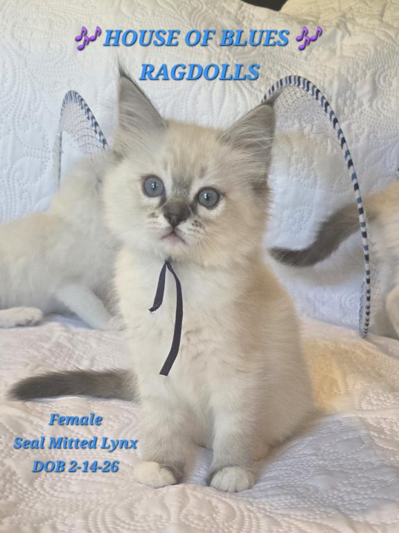 RAGDOLL KITTENS TICA REGISTERED photo 29