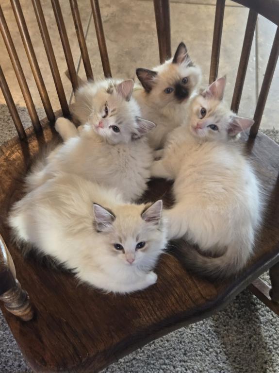 RAGDOLL KITTENS TICA REGISTERED