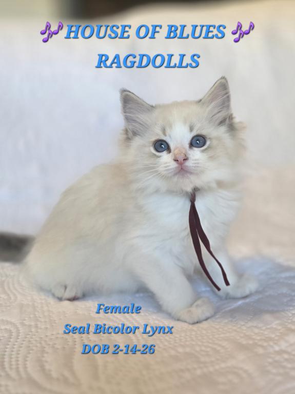 RAGDOLL KITTENS TICA REGISTERED photo 22