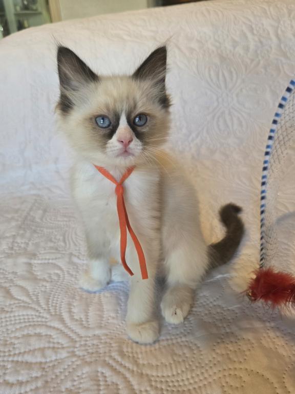RAGDOLL KITTENS TICA REGISTERED photo 12