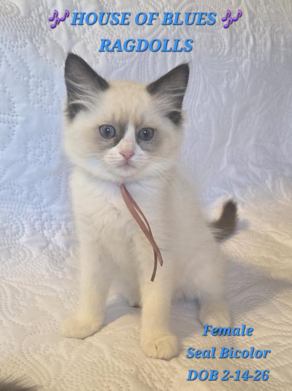 RAGDOLL KITTENS TICA REGISTERED photo 31