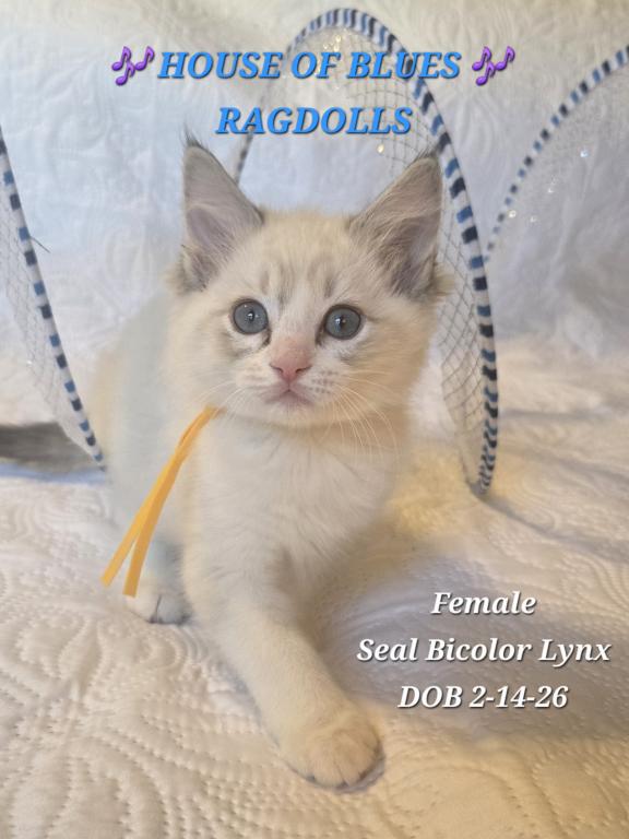 RAGDOLL KITTENS TICA REGISTERED photo 26