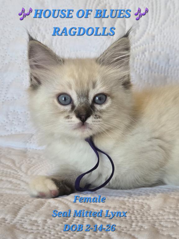 RAGDOLL KITTENS TICA REGISTERED photo 33