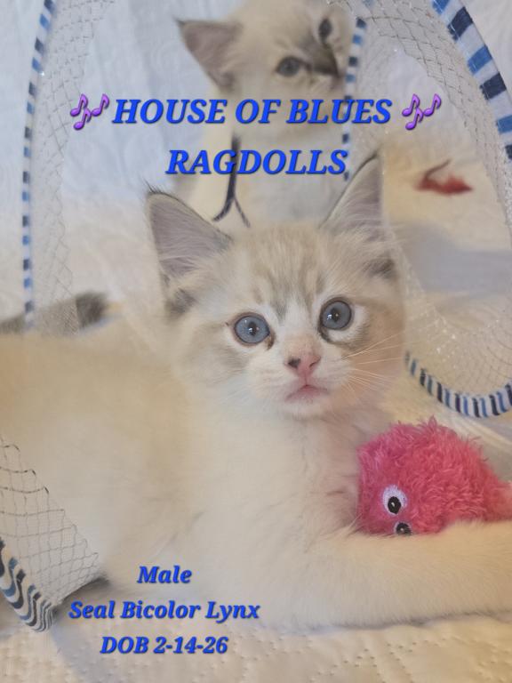 RAGDOLL KITTENS TICA REGISTERED photo 15