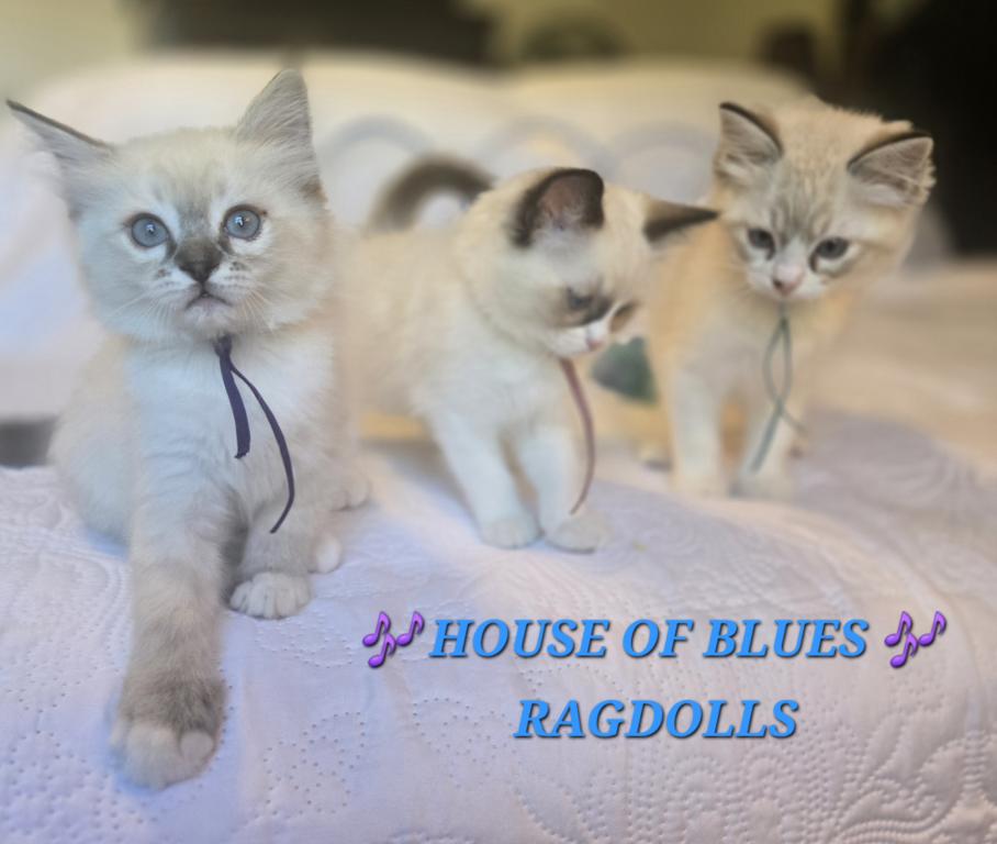 RAGDOLL KITTENS TICA REGISTERED photo 9
