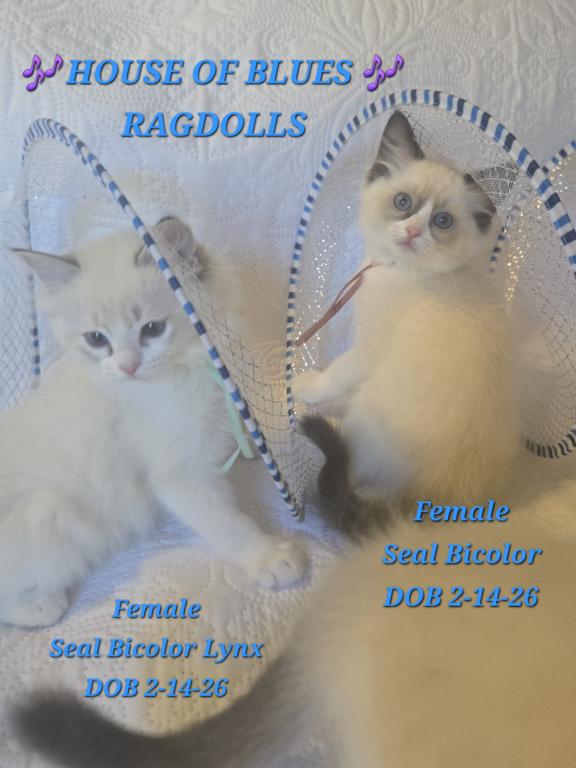 RAGDOLL KITTENS TICA REGISTERED photo 30
