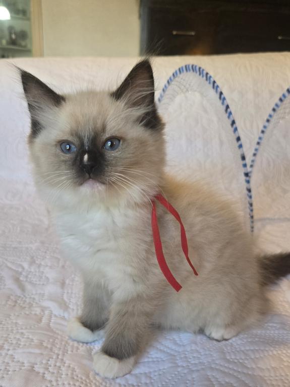 RAGDOLL KITTENS TICA REGISTERED photo 18