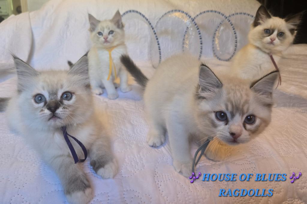 RAGDOLL KITTENS TICA REGISTERED photo 5