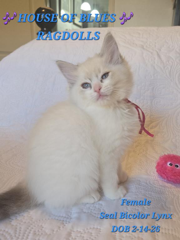 RAGDOLL KITTENS TICA REGISTERED photo 19
