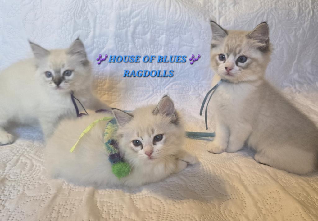 RAGDOLL KITTENS TICA REGISTERED photo 34