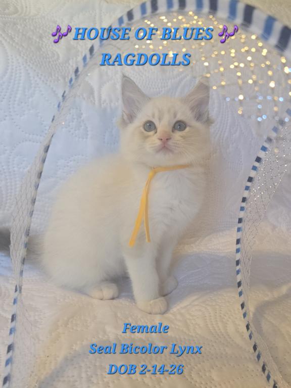RAGDOLL KITTENS TICA REGISTERED photo 28