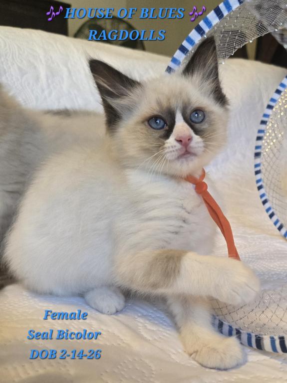 RAGDOLL KITTENS TICA REGISTERED photo 24