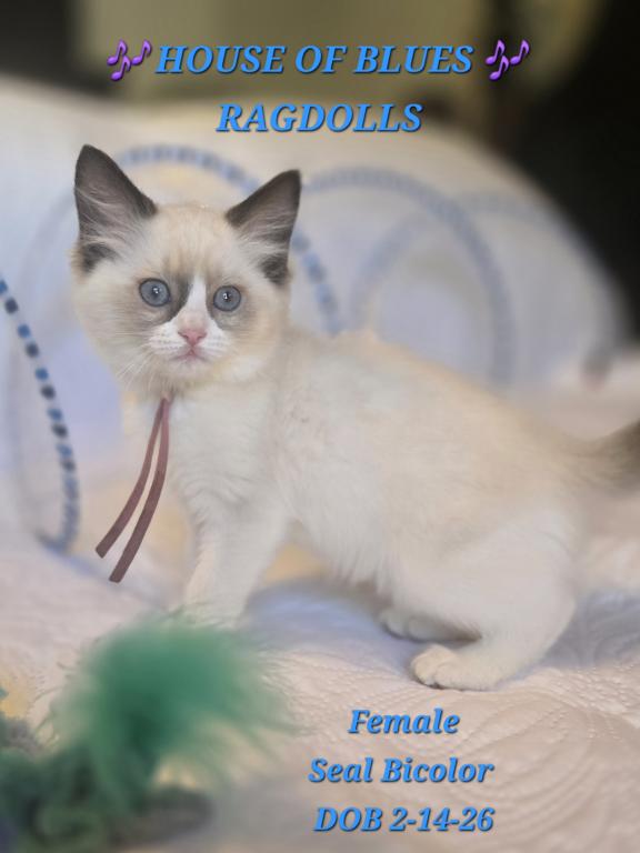 RAGDOLL KITTENS TICA REGISTERED photo 40