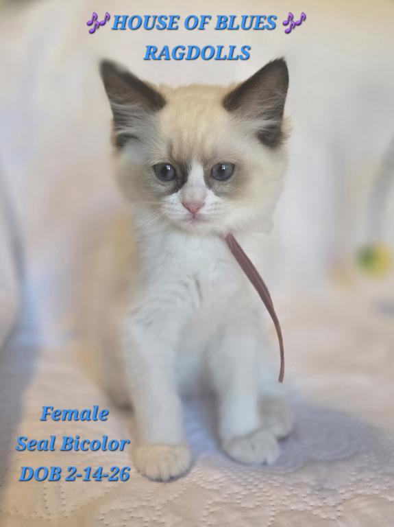 RAGDOLL KITTENS TICA REGISTERED photo 41