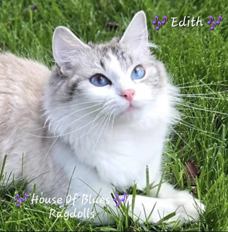 RAGDOLL KITTENS TICA REGISTERED photo 4