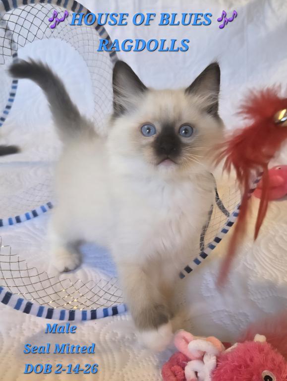 RAGDOLL KITTENS TICA REGISTERED photo 38