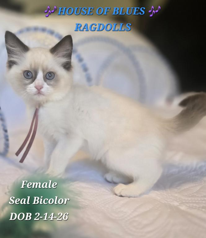 RAGDOLL KITTENS TICA REGISTERED photo 36