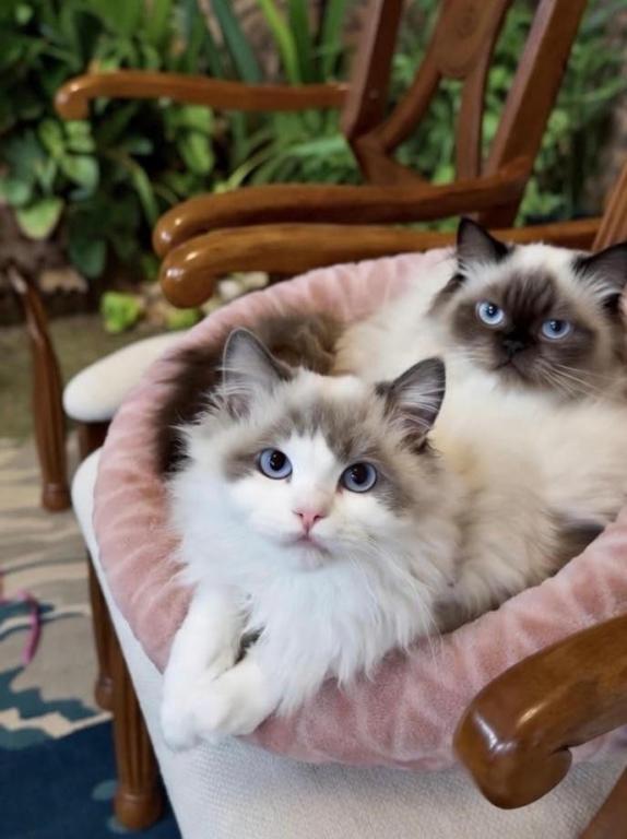 Coastal Starks Cattery photo 5