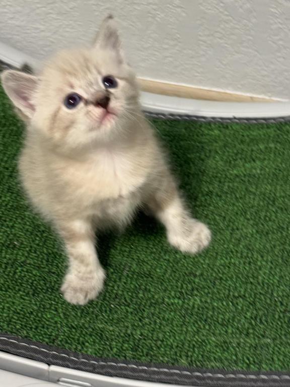 Ragamuffin