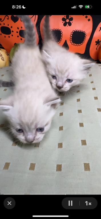Ragamuffin photo 5