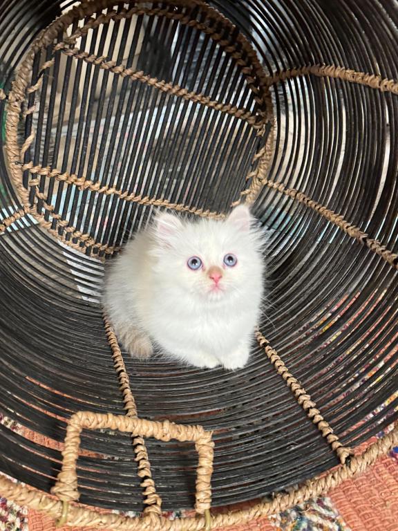 Ragamuffin photo 2