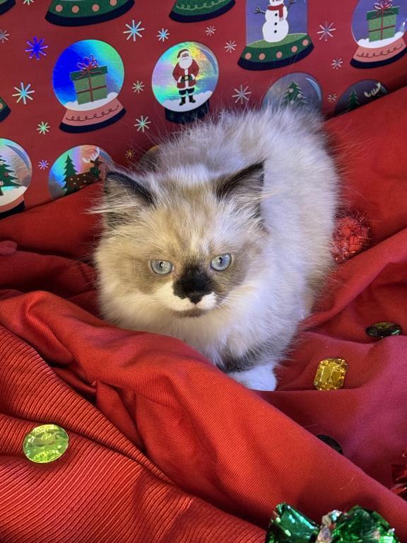 Ragamuffin
